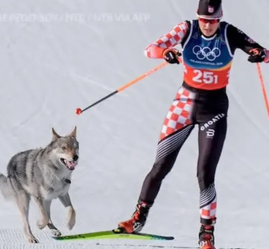 De nombre “Nazgul”, el perro pertenecía a una exesquiadora local