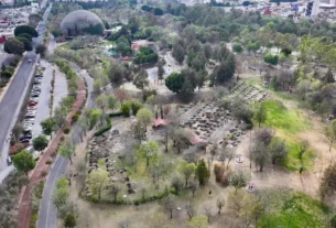 reforestacion en el cis puebla