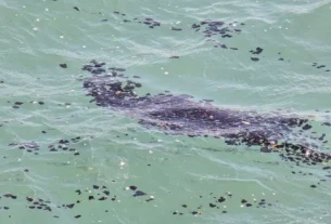 Las autoridades federales realizan labores de atención, saneamiento, investigación y mitigación ambiental para contener el impacto tanto ecológico como social de este derrame en el Golfo de México