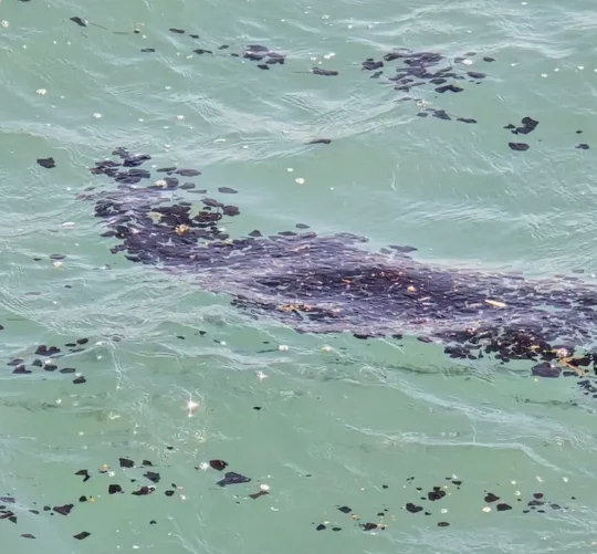 Las autoridades federales realizan labores de atención, saneamiento, investigación y mitigación ambiental para contener el impacto tanto ecológico como social de este derrame en el Golfo de México