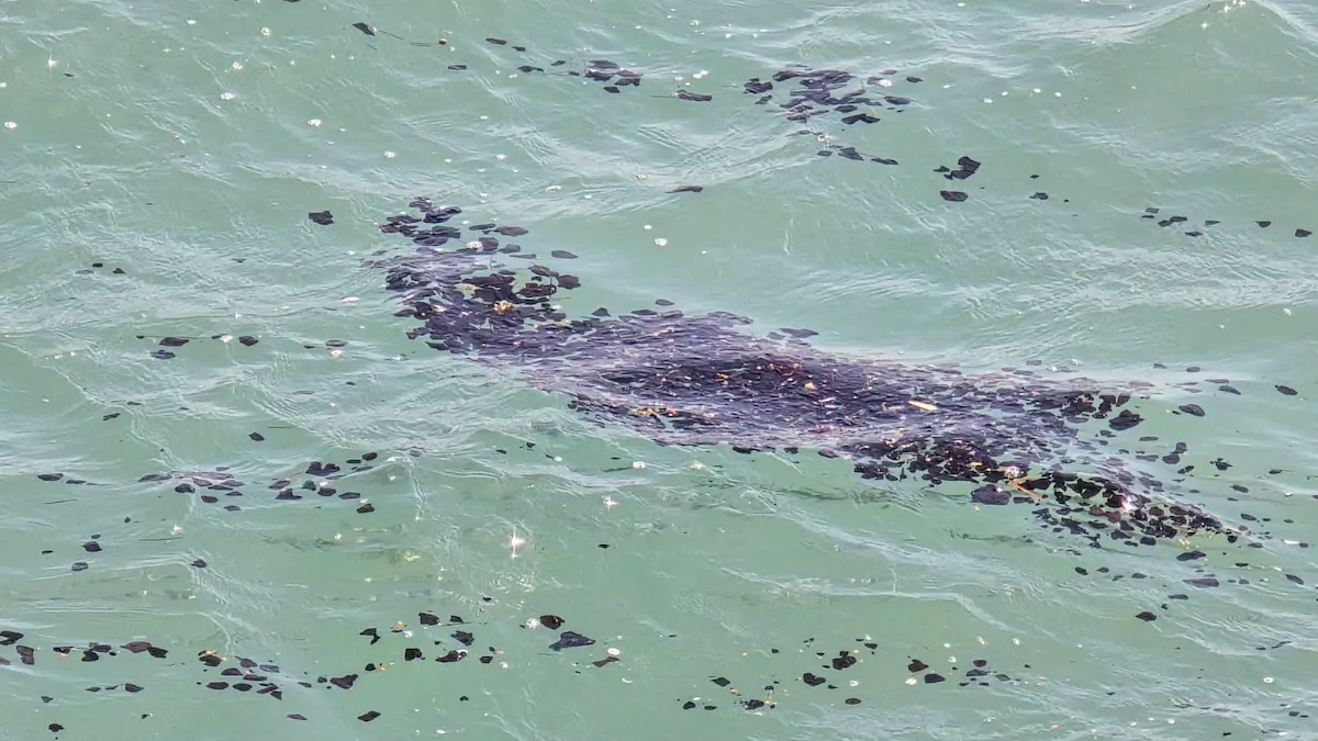 Las autoridades federales realizan labores de atención, saneamiento, investigación y mitigación ambiental para contener el impacto tanto ecológico como social de este derrame en el Golfo de México