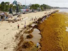 Todo apunta a que este 2026 llegará más sargazo a las costas mexicanas que en 2025, cuando se duplicó la cantidad de la macroalga registrada en 2022.