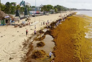 Todo apunta a que este 2026 llegará más sargazo a las costas mexicanas que en 2025, cuando se duplicó la cantidad de la macroalga registrada en 2022.