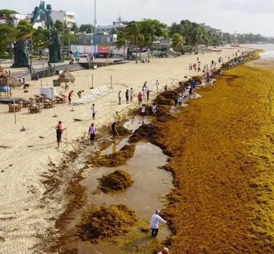 Todo apunta a que este 2026 llegará más sargazo a las costas mexicanas que en 2025, cuando se duplicó la cantidad de la macroalga registrada en 2022.