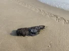 La Marina confirmó la presencia de manchas de hidrocarburo en playa Miramar de Tamaulipas y procedió a su retiro