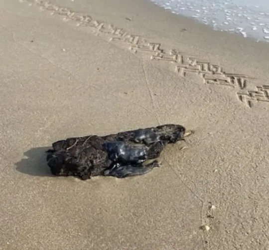 La Marina confirmó la presencia de manchas de hidrocarburo en playa Miramar de Tamaulipas y procedió a su retiro