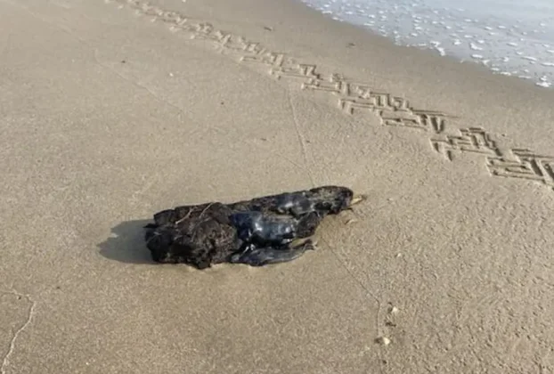 La Marina confirmó la presencia de manchas de hidrocarburo en playa Miramar de Tamaulipas y procedió a su retiro