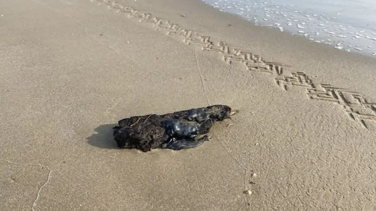 La Marina confirmó la presencia de manchas de hidrocarburo en playa Miramar de Tamaulipas y procedió a su retiro