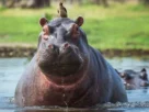 El gobierno de Colombia anunció un plan de manejo de hipopótamos que incluye la eutanasia a por lo menos 80 ejemplares