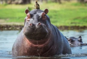 El gobierno de Colombia anunció un plan de manejo de hipopótamos que incluye la eutanasia a por lo menos 80 ejemplares