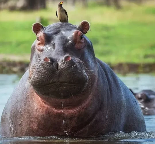 El gobierno de Colombia anunció un plan de manejo de hipopótamos que incluye la eutanasia a por lo menos 80 ejemplares