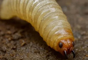 Se trata de un hombre de 80 años de edad, quien estaba recibiendo atención médica en el Hospital Civil.
