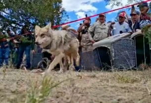 Los cuatro ejemplares llegaron en marzo pasado a la