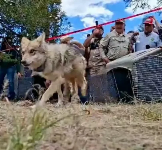 Los cuatro ejemplares llegaron en marzo pasado a la
