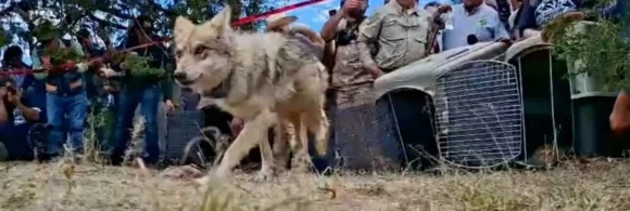 Los cuatro ejemplares llegaron en marzo pasado a la