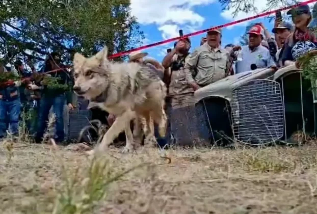 Los cuatro ejemplares llegaron en marzo pasado a la