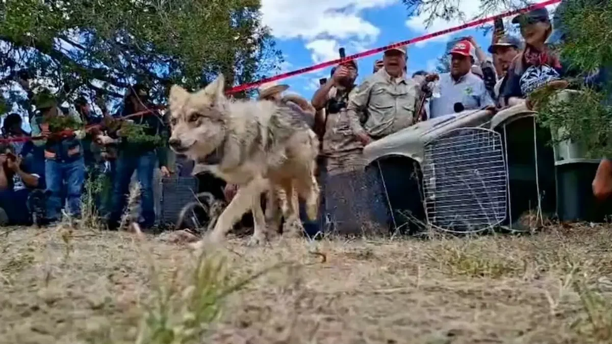 Los cuatro ejemplares llegaron en marzo pasado a la
