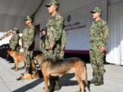 Los ejemplares pasan a situación de retiro para comenzar una nueva etapa de vida adoptados por familias del personal naval.