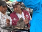 Elementos de la Secretaría de Seguridad Ciudadana implementaron un operativo para poner a salvo al ejemplar y evitar riesgos tanto para el ave como para los visitantes de la zona.