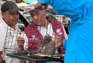 Elementos de la Secretaría de Seguridad Ciudadana implementaron un operativo para poner a salvo al ejemplar y evitar riesgos tanto para el ave como para los visitantes de la zona.