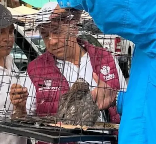Elementos de la Secretaría de Seguridad Ciudadana implementaron un operativo para poner a salvo al ejemplar y evitar riesgos tanto para el ave como para los visitantes de la zona.