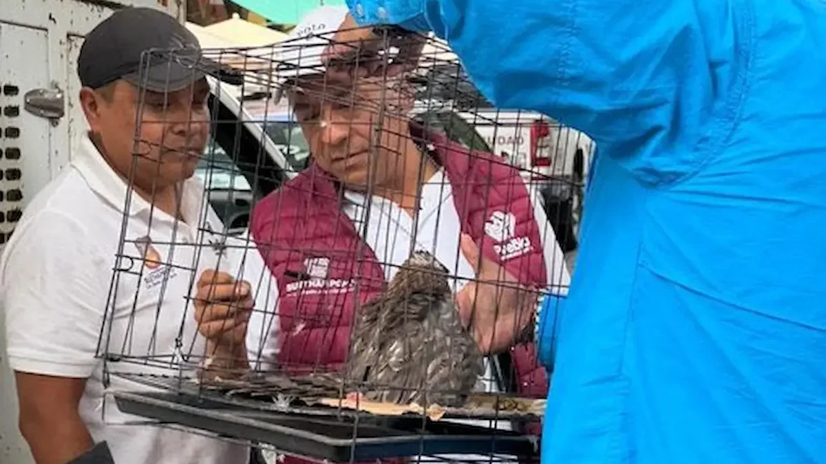 Elementos de la Secretaría de Seguridad Ciudadana implementaron un operativo para poner a salvo al ejemplar y evitar riesgos tanto para el ave como para los visitantes de la zona.