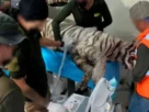 Reveló que, de acuerdo con testigos que estuvieron en el lugar, y el dueño de Animal Experience, "Kenzo" de aproximadamente ocho años de edad, perdió la vida tras ser baleado y sedado.
