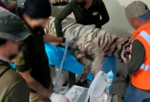 Reveló que, de acuerdo con testigos que estuvieron en el lugar, y el dueño de Animal Experience, "Kenzo" de aproximadamente ocho años de edad, perdió la vida tras ser baleado y sedado.