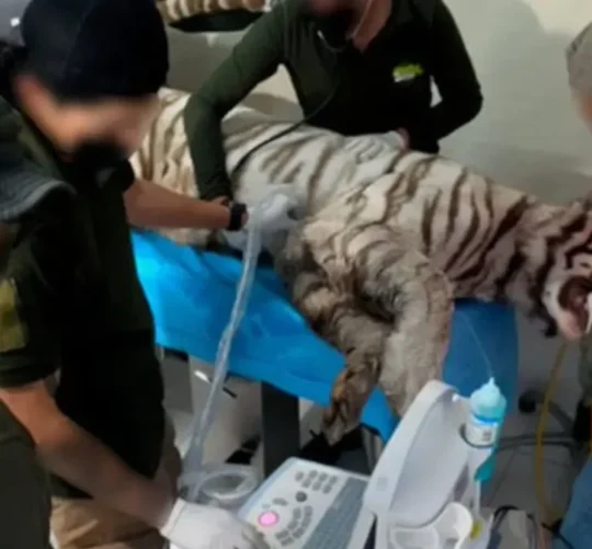 Reveló que, de acuerdo con testigos que estuvieron en el lugar, y el dueño de Animal Experience, "Kenzo" de aproximadamente ocho años de edad, perdió la vida tras ser baleado y sedado.