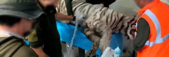 Reveló que, de acuerdo con testigos que estuvieron en el lugar, y el dueño de Animal Experience, "Kenzo" de aproximadamente ocho años de edad, perdió la vida tras ser baleado y sedado.