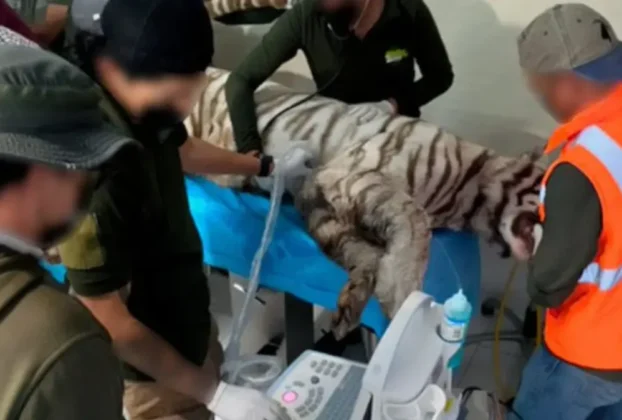 Reveló que, de acuerdo con testigos que estuvieron en el lugar, y el dueño de Animal Experience, "Kenzo" de aproximadamente ocho años de edad, perdió la vida tras ser baleado y sedado.