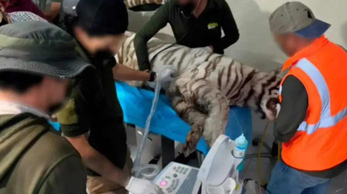 Reveló que, de acuerdo con testigos que estuvieron en el lugar, y el dueño de Animal Experience, "Kenzo" de aproximadamente ocho años de edad, perdió la vida tras ser baleado y sedado.