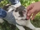 Gato interceptado por las autoridades rusas.