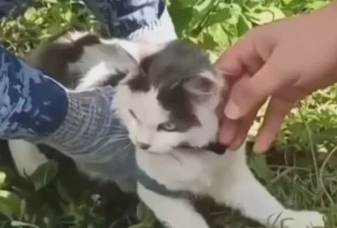 Gato interceptado por las autoridades rusas.