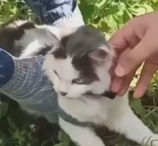 Gato interceptado por las autoridades rusas.