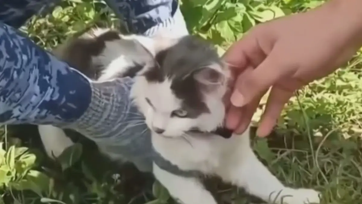 Gato interceptado por las autoridades rusas.