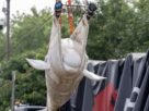 Ballena beluga trasportada
