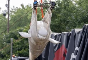 Ballena beluga trasportada
