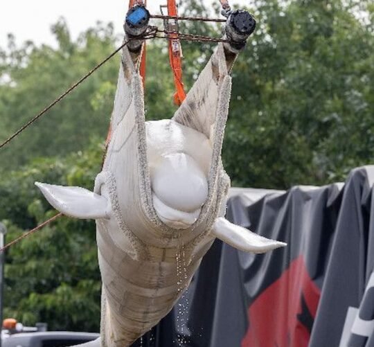 Ballena beluga trasportada