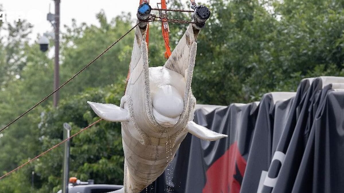 Ballena beluga trasportada