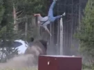 Hombre es embestido por bisonte