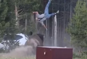 Hombre es embestido por bisonte