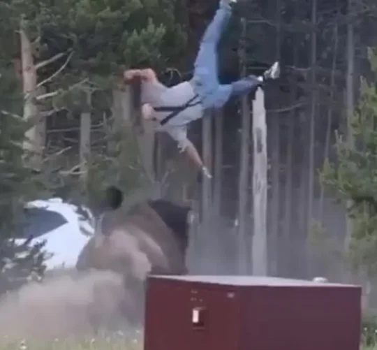Hombre es embestido por bisonte