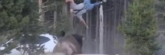 Hombre es embestido por bisonte