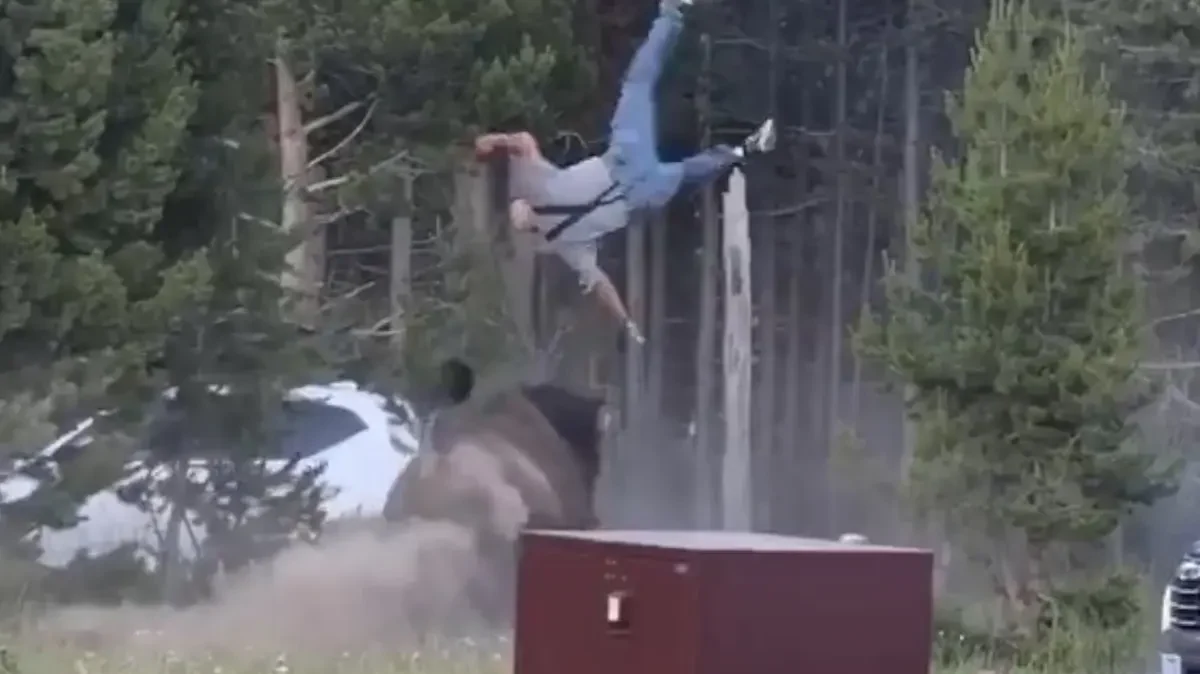 Hombre es embestido por bisonte