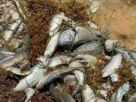 los peces murieron por la descomposición del sargazo en las costas de Quintana Roo