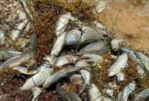 los peces murieron por la descomposición del sargazo en las costas de Quintana Roo