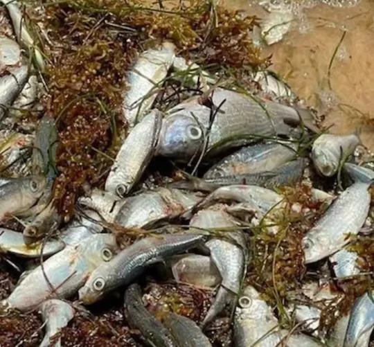 los peces murieron por la descomposición del sargazo en las costas de Quintana Roo