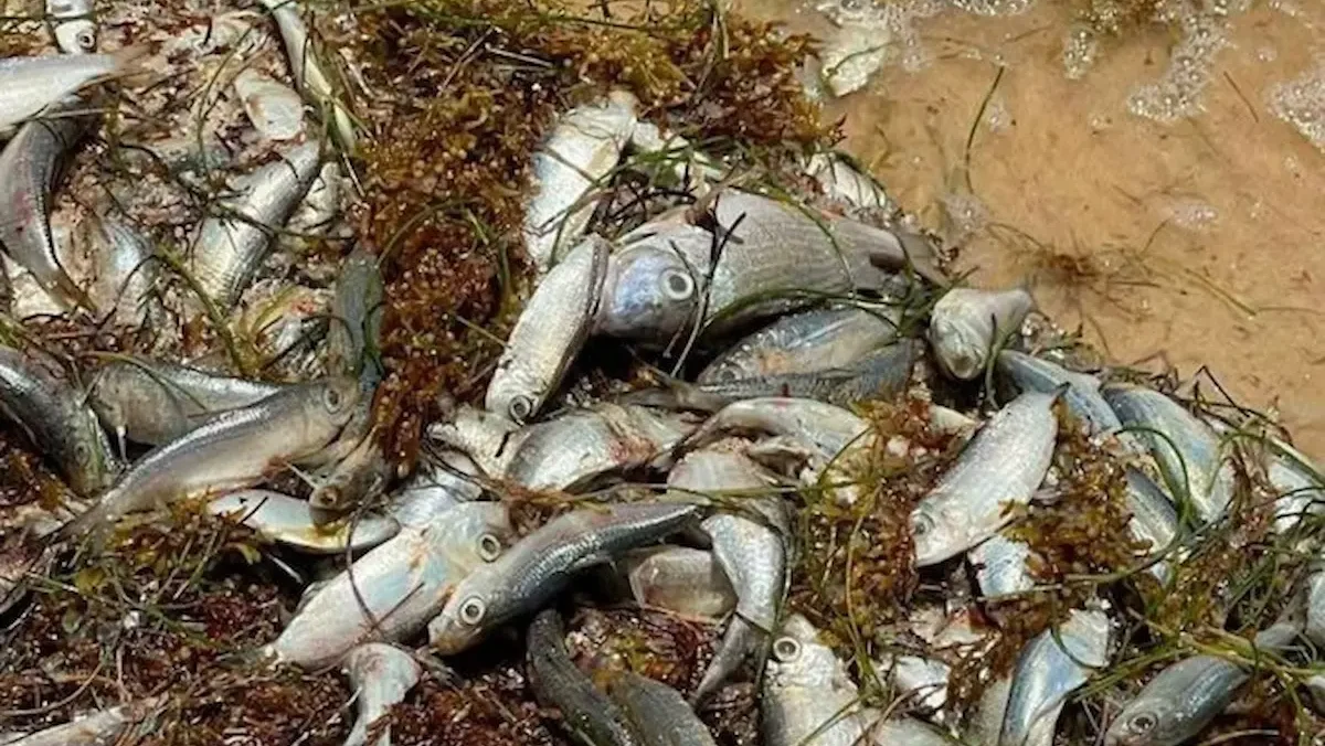 los peces murieron por la descomposición del sargazo en las costas de Quintana Roo