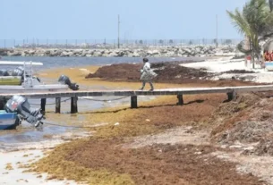 Toneladas de sargazo a las playas de Quintana Roo